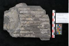 Foto (Objekt + Etikett) von Sigillaria elongata Brongniart (NHMW-GEO-2024-0188-11055)